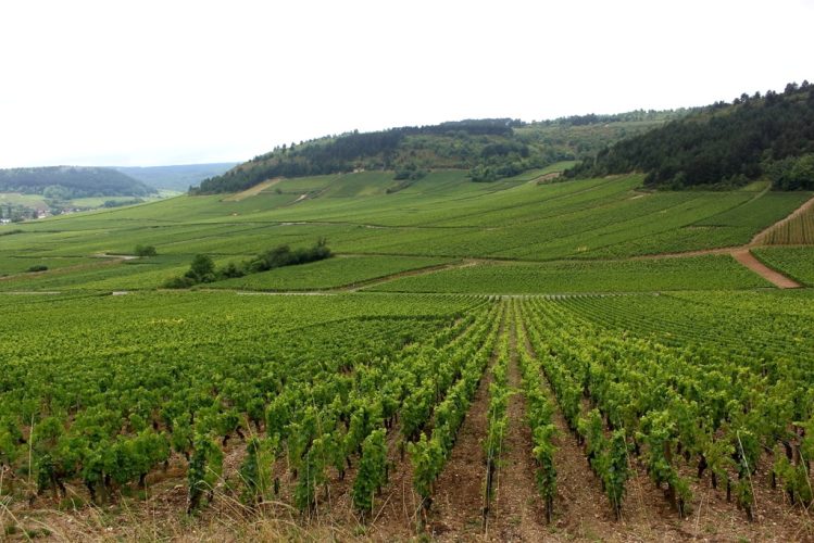 Burgundy vineyards © Savoir Vivre (2)
